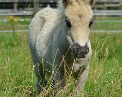 foal Giulietta vom Heumoor (Dt.Part-bred Shetland Pony, 2024, from Patch vom Herrenhof)