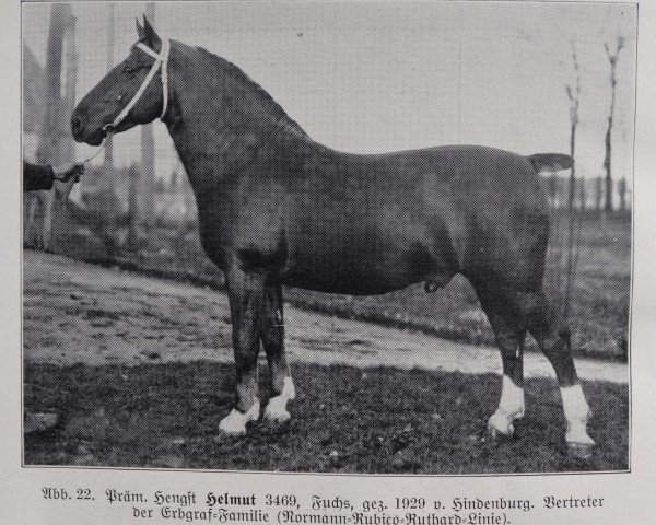 stallion Helmut 3469 (Oldenburg, 1929, from Hindenburg 3356)