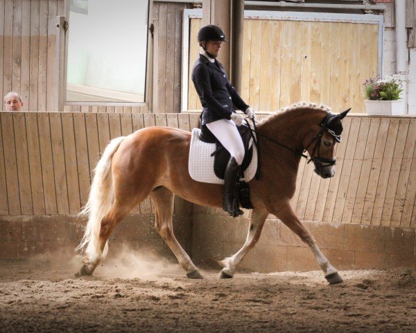 horse Raja (Haflinger, 2015, from Barolo)