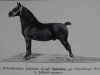 stallion Talonius (Groningen, 1928, from Ditmar)