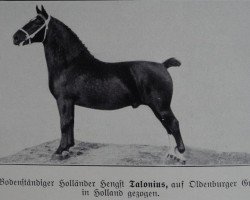 stallion Talonius (Groningen, 1928, from Ditmar)