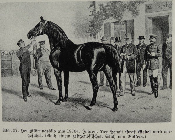 Deckhengst Graf Wedel I (Oldenburger, 1870, von Graf Wedel (ex Carolus 461))