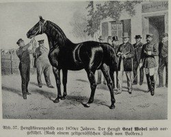 stallion Graf Wedel I (Oldenburg, 1870, from Graf Wedel (ex Carolus 461))