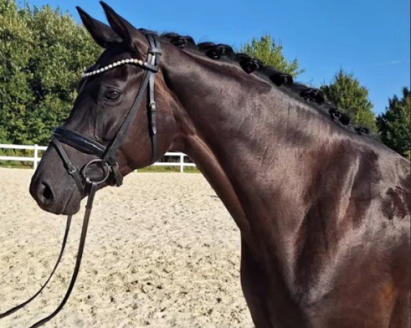 broodmare Fanny N (Hanoverian, 2019, from Fantastic)