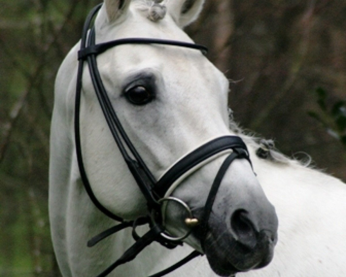 Deckhengst Dressman II (Deutsches Reitpony, 1991, von Domingo)