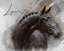 dressage horse Lipari (Hanoverian, 2021, from Laudate Dominum)