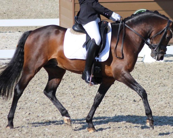 stallion Lunds *NSync (Danish Reitpony, 2017, from Rolsteds Don Disco)