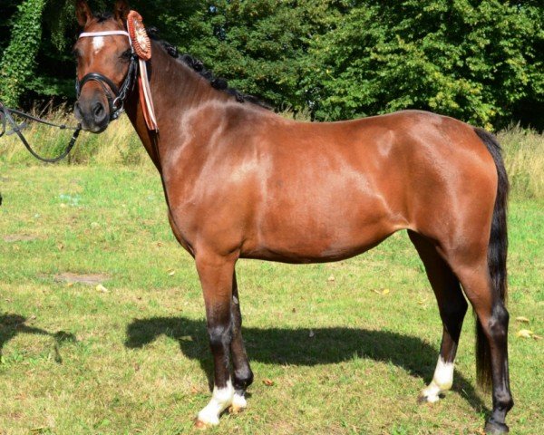 broodmare Lunds Northern Star (Danish Reitpony, 2018, from Rolsteds Don Disco)