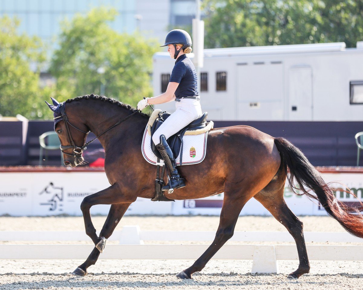 dressage horse Riviera (Westphalian, 2020, from Riccinos)