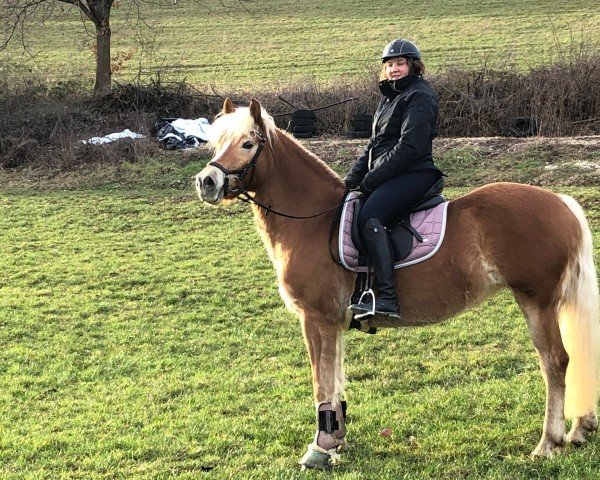 broodmare Wienna vom Tannenberg (Haflinger, 2011, from Wildberg)