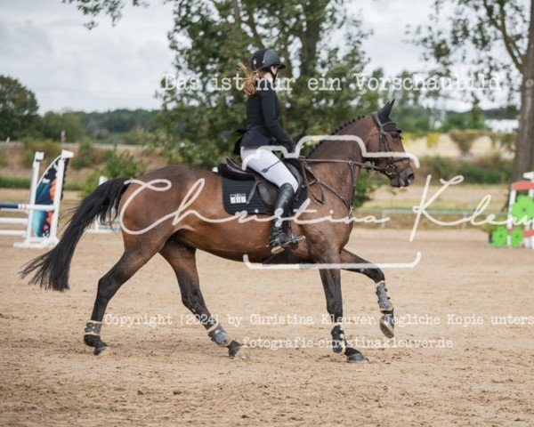 jumper Charmante Dame (German Sport Horse, 2018, from Casario)