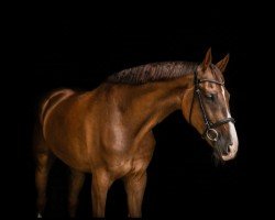 dressage horse Barnaby 34 (Oldenburg, 2016, from Borsalino)