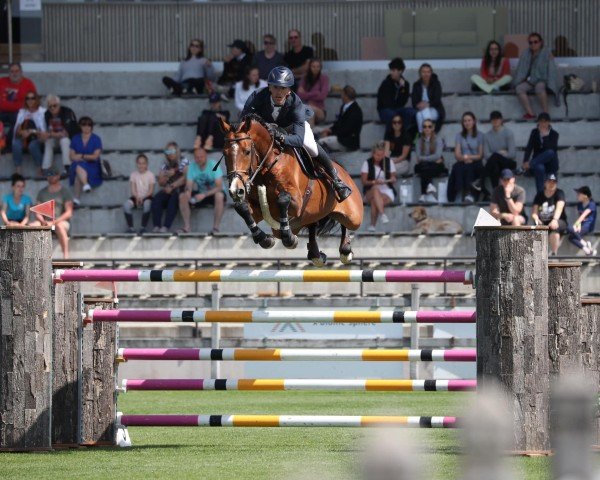 stallion Lord Mexx (Holsteiner, 2013, from Larimar)