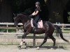 dressage horse Birmingham's Bijou (Hanoverian, 2019, from Birmingham)