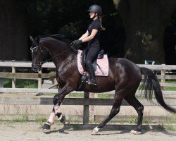 dressage horse Birmingham's Bijou (Hanoverian, 2019, from Birmingham)