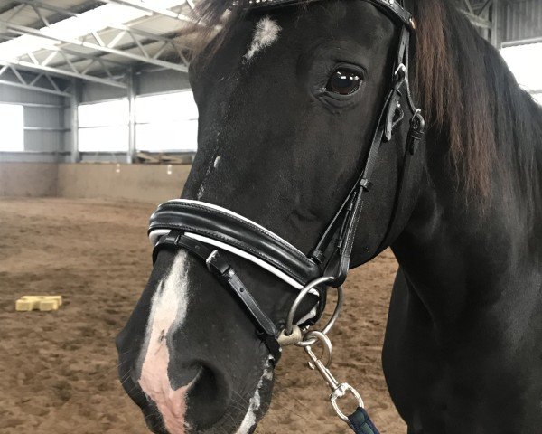 dressage horse Graziano (Hanoverian, 2003)