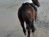 dressage horse Marley 32 (Zangersheide riding horse, 2014, from Marius Claudius)