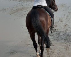 dressage horse Marley 32 (Zangersheide riding horse, 2014, from Marius Claudius)