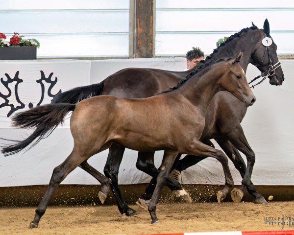 Fohlen von Ayana (Trakehner, 2024, von Devdas ox)