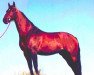 stallion Capricieux des Six Censes (Belgian Warmblood, 1986, from Major de la Cour)