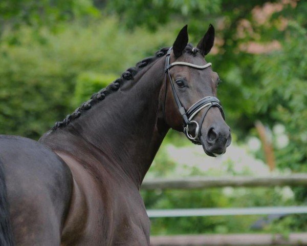 dressage horse Samira O (Oldenburg, 2015, from Franziskus FRH)