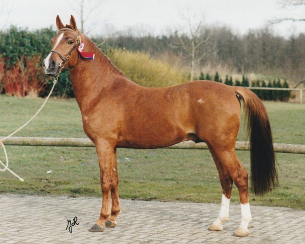 stallion El Rambo (Nederlands Rijpaarden en Pony, 1989, from El Beauty)