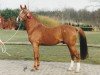 stallion El Rambo (Nederlands Rijpaarden en Pony, 1989, from El Beauty)