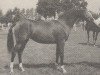 Zuchtstute Daisy (Nederlands Rijpaarden en Pony, 1987, von El Beauty)