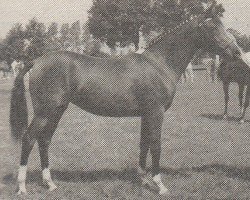 Zuchtstute Daisy (Nederlands Rijpaarden en Pony, 1987, von El Beauty)