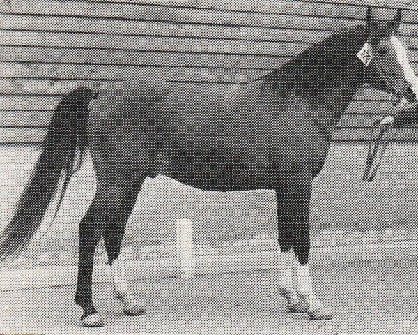 stallion Shihab Magic ox (Arabian thoroughbred, 1971, from Little Star ox)