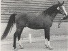 stallion Shihab Magic ox (Arabian thoroughbred, 1971, from Little Star ox)