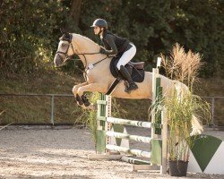 jumper Schierensees Clueso (Deutsches Reitpony, 2020, from Schierensees HJK Crazy Dream)