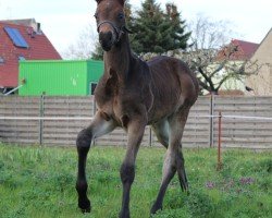 jumper Con coleur L (German Sport Horse, 2023, from Contendro II)