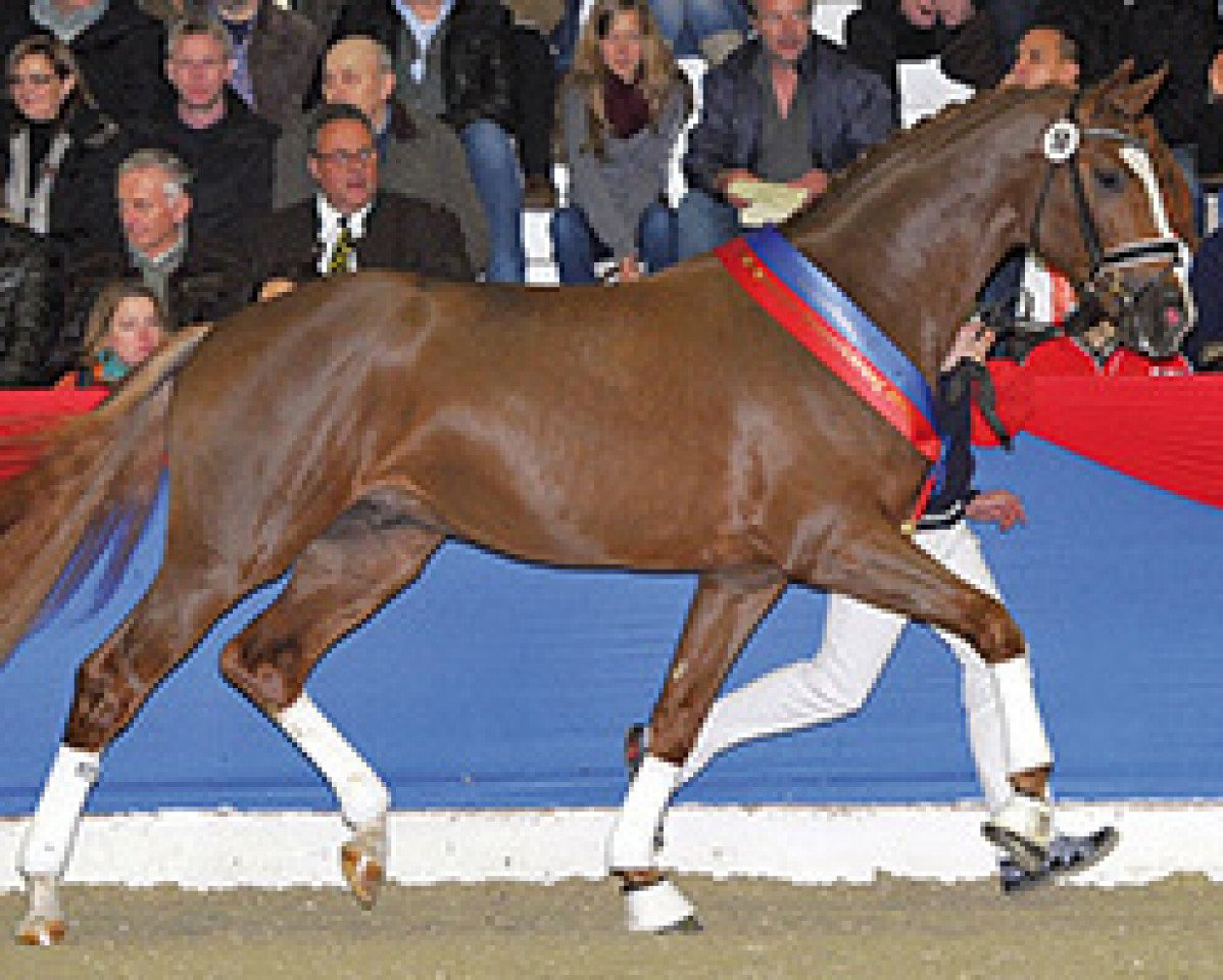 stallion Don Deluxe (Oldenburg, 2011, from De Niro)