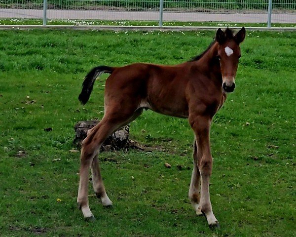 foal by Charly Brown CW (German Sport Horse, 2024, from DSP Cantador)