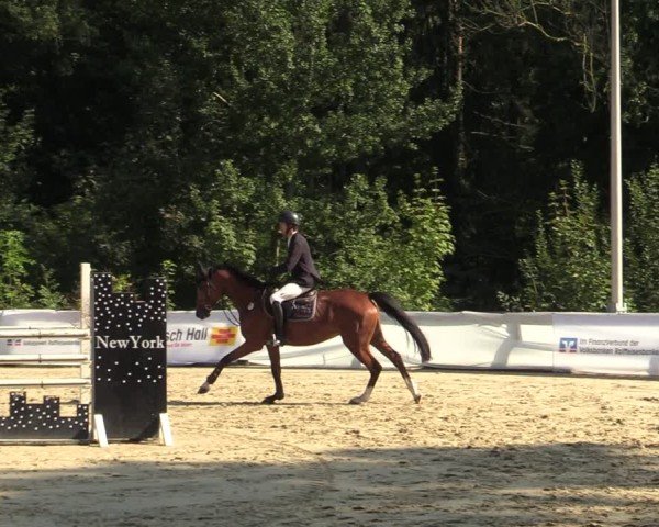 Reitturnier Buchenhof-Ibbenbüren 2024