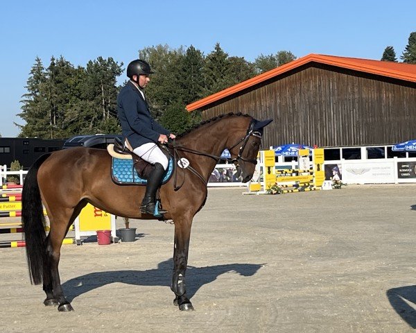 jumper Coeur de l'amour 5 (Hanoverian, 2020, from Chaccato)