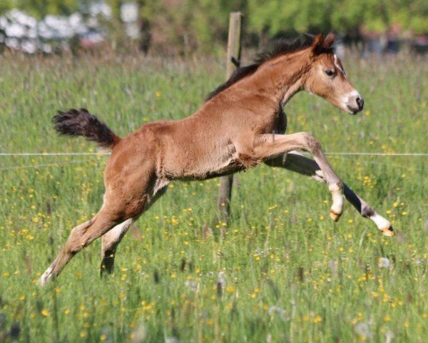 Fohlen Valentinus Quitte (Deutsches Reitpferd, 2024, von Quaterback's Junior)