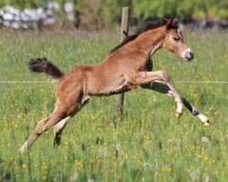 Fohlen Valentinus Quitte (Deutsches Reitpferd, 2024, von Quaterback's Junior)