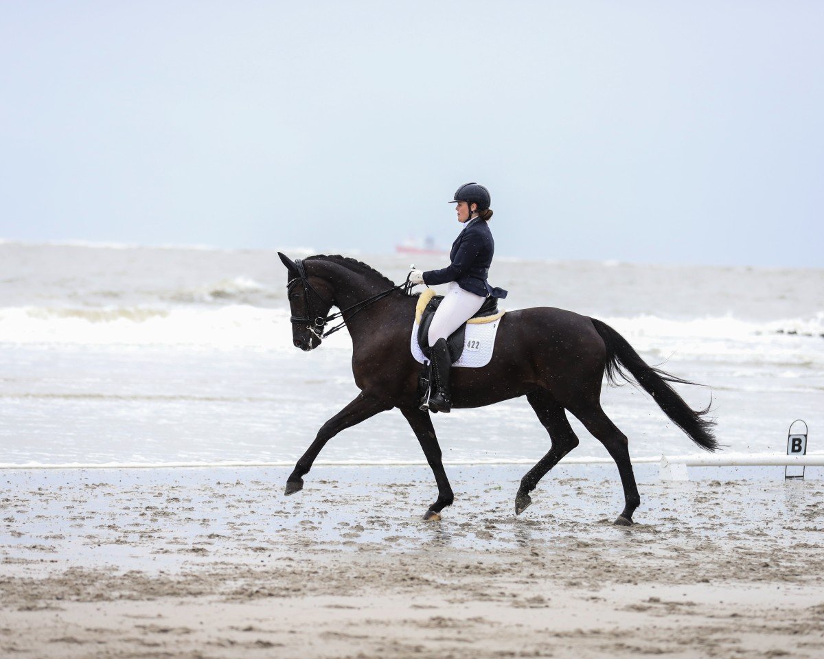 Dressurpferd Sun of Delight (Rheinländer, 2009, von Sir Donnerhall I)