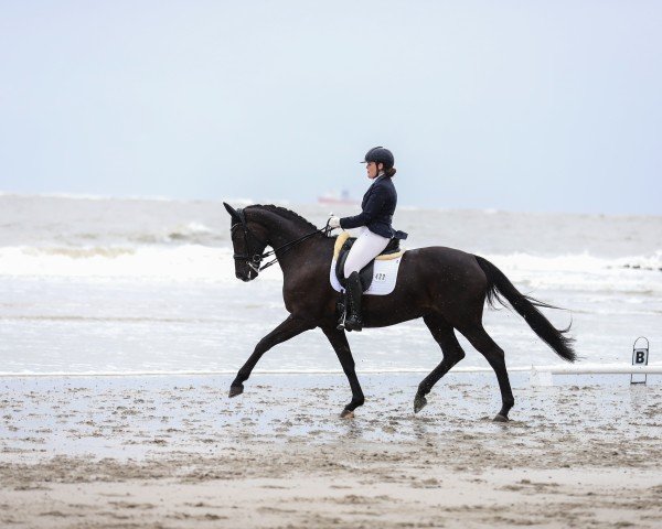 dressage horse Sun of Delight (Rhinelander, 2009, from Sir Donnerhall I)