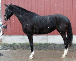 broodmare C-Donna v. W. (Holsteiner, 2010, from Dolany)