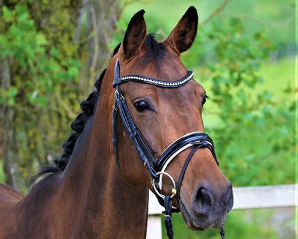 broodmare Gomera von Worrenberg (Holsteiner, 2014, from Ampère)