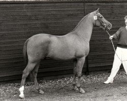 stallion Aquino (Nederlands Rijpaarden en Pony, 1986, from Aron)