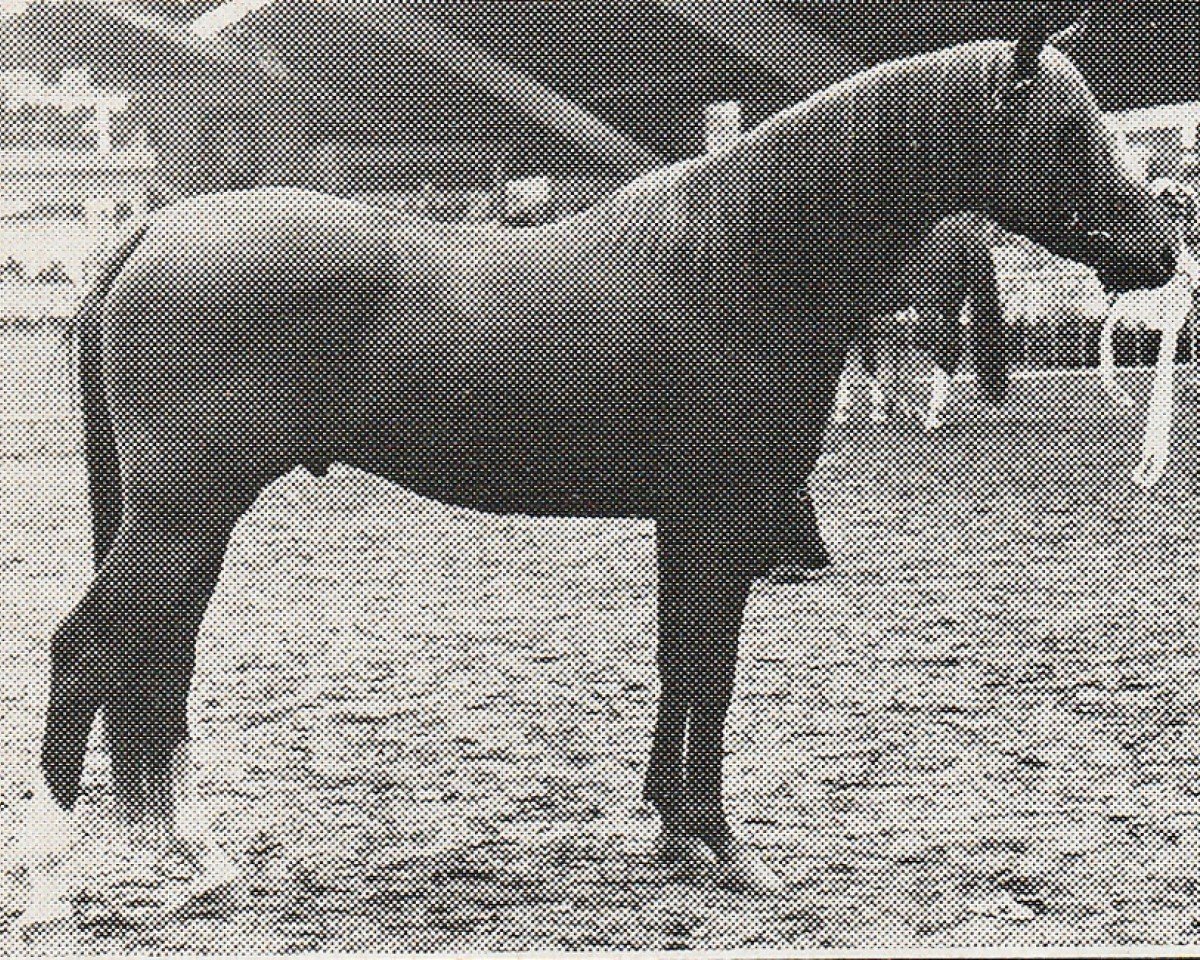 Deckhengst Patousche (Nederlands Rijpaarden en Pony, 1974, von Patron 1966 ox)