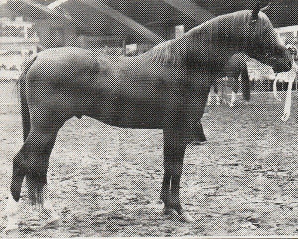 stallion Patousche (Nederlands Rijpaarden en Pony, 1974, from Patron 1966 ox)