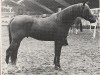 stallion Patousche (Nederlands Rijpaarden en Pony, 1974, from Patron 1966 ox)