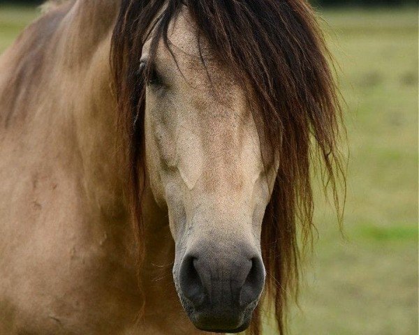 stallion Jesko (Pura Raza Espanola (PRE), 2012, from Halaor J Cortes)