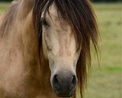 stallion Jesko (Pura Raza Espanola (PRE), 2012, from Halaor J Cortes)