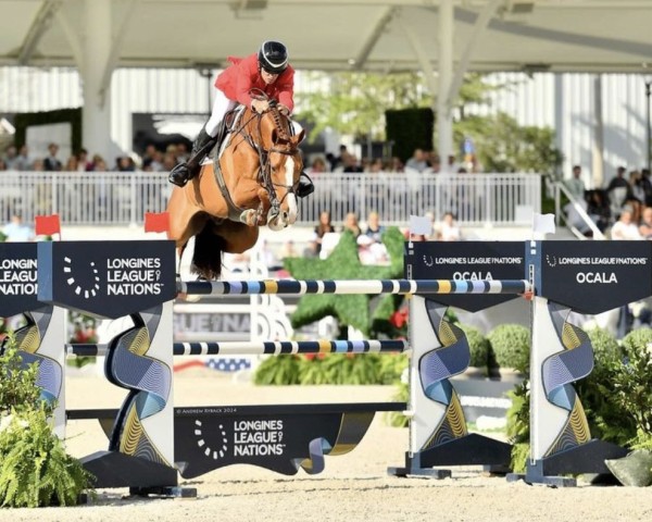 jumper Carissimo 25 (Holsteiner, 2013, from Cascadello)